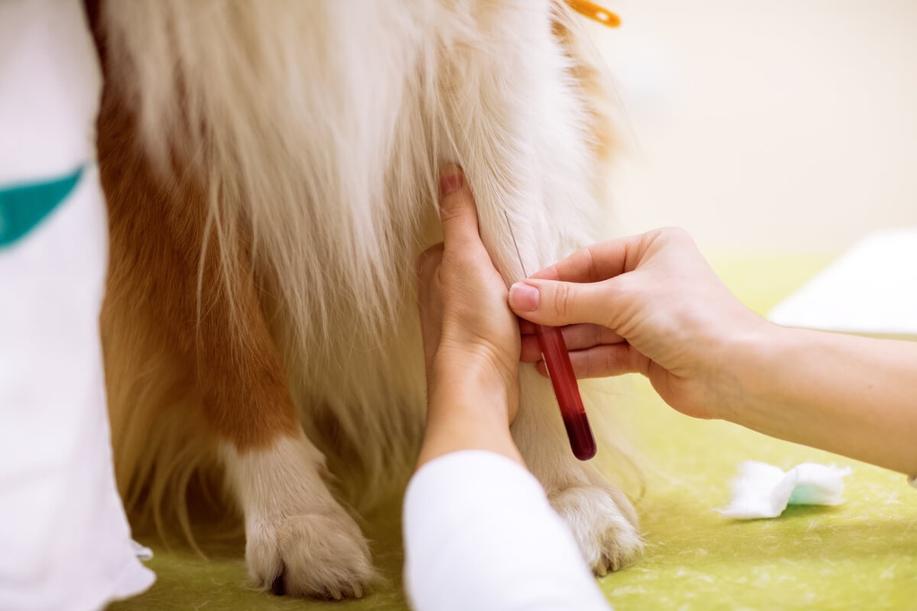 Tripsina Inmunoreactiva Canina