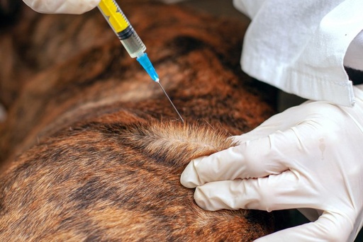 [PRO-21] SERVICIO DE INYECTOLOGIA-